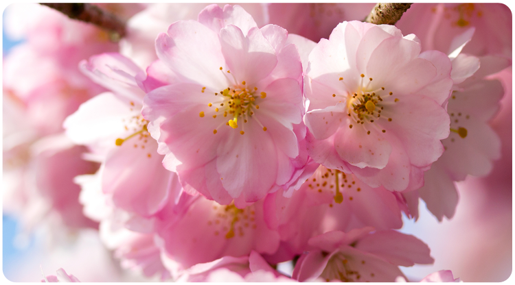 cherry-blossoms